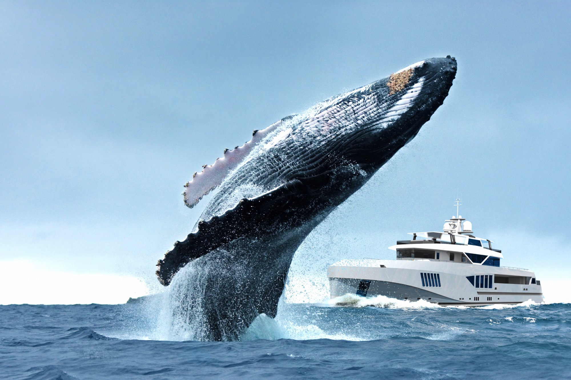 yacht animal images